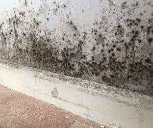 natural ways to get rid of mould
