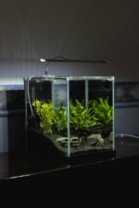fish tank, green leaf plant in clear glass terrarium with lighted lamp on top