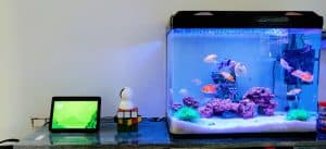 how to clean decorations for a fish tank