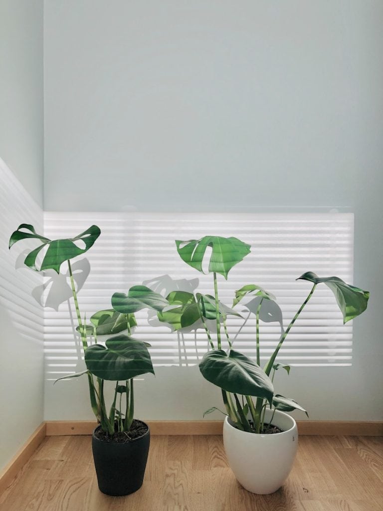 benefits of indoor plants